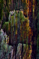 Color Rising_50452